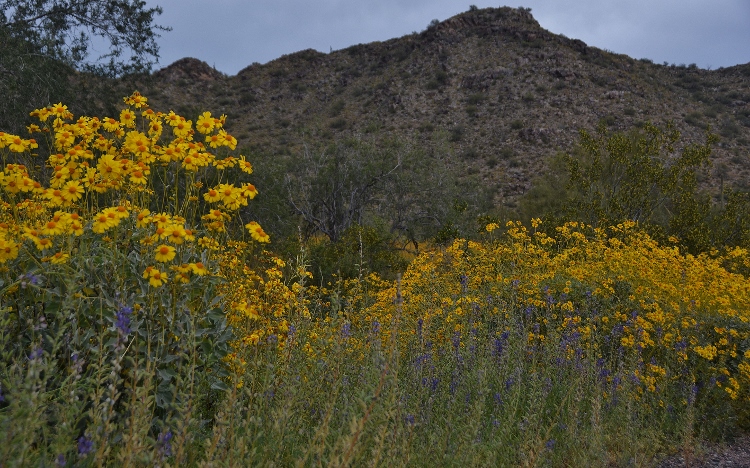 hills with brittlebush